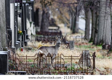 deer in the old jewish, cemetery in the graveyard wiener zentralfriedhof