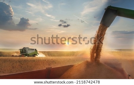 Pouring soy bean grain into tractor trailer after harvest at field Royalty-Free Stock Photo #2118742478