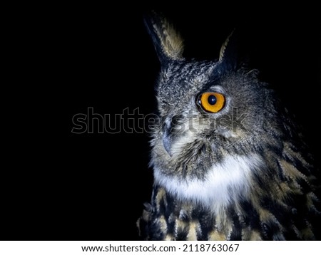 Owl portrait looking at you isolated on black background