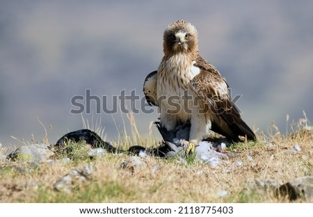 booted eagle with a prey in its claws