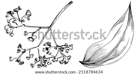 Cinnamon vector isolated plant with leaves. Herbal engraved style illustration. Detailed organic product sketch.The best for design logo, menu, label, icon, stamp.