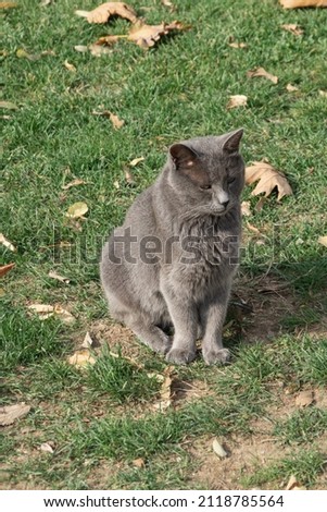 Grey  old cat sitting on  bright green grass.