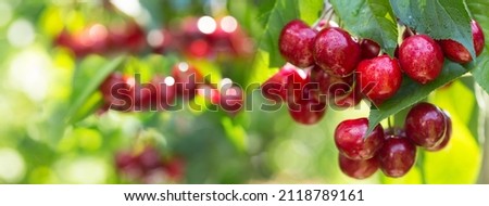 Branch of ripe cherries on a tree in a garden Royalty-Free Stock Photo #2118789161