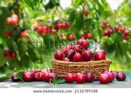 basket of fresh ripe cherries on a wooden table in a garden Royalty-Free Stock Photo #2118789188