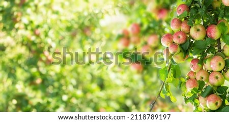 Apple tree. Branch of ripe red apples on a tree in a garden
