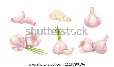 Garlic set, vegetable vector illustration. Whole heads, heaps whole and sliced garlic cloves. Common seasoning worldwide, spice and food flavoring. Royalty-Free Stock Photo #2118799196