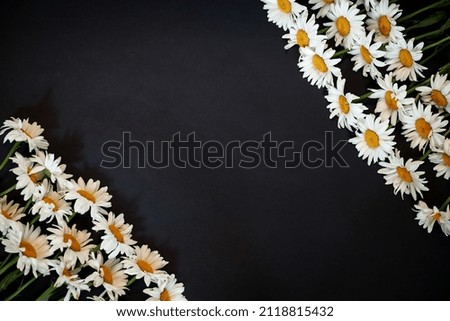 Chamomile on a black background with copy space for your design.
Template or banner. Top view with copy space. Selective focus.