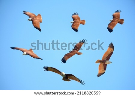 A set of brahminy kite are flying in the blue sky (isolated)