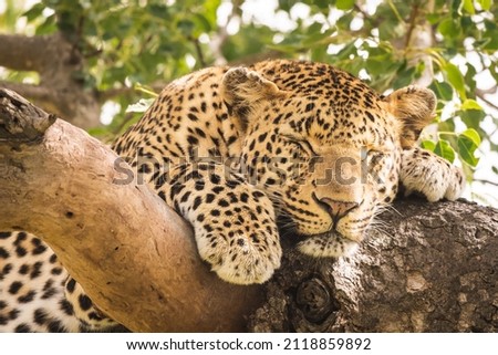 Picture of a leopard in wild Africa