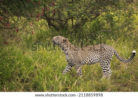Picture of a leopard in wild Africa