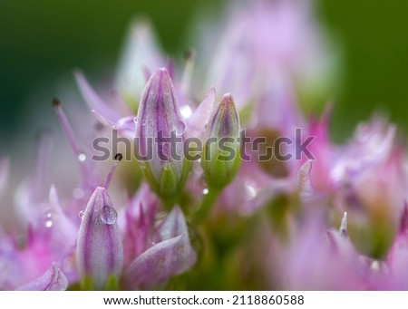 pink and white Centaurium flowers, still closed in the morning with dew drops on the plants in the soft morning light, focus in the center of the picture