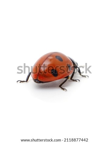 Little ladybug beetle isolated on a white background.