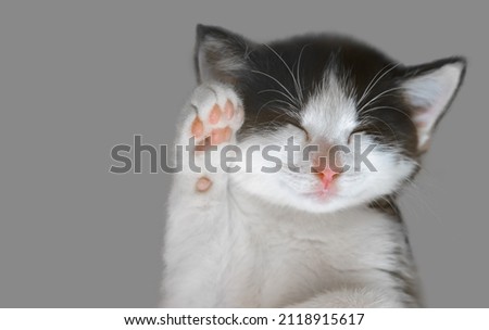 Kitten squinted paw raised in greeting. Black and white cat isolated on gray background.	