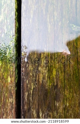 Wet surface of worn wood with green moss, taken on a domestic terrace