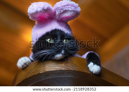 A black domestic cat in a shirt and a hat with bunny ears at home. Soft focus.