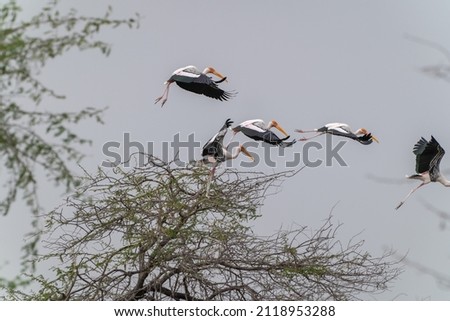 beautiful photo flock of  painted storks with pink wings yellow beaks slender long legs perching on top of tree in bird sanctuary migratory avians taking off flight india tamilnadu tropical region 