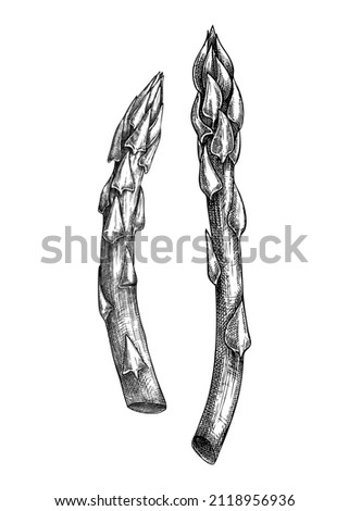 Fresh asparagus sketch. Spring garden vegetable. Organic green food plant. Vegetable composition of two hand-sketched plants. Vector illustration of raw cultivated asparagus. Royalty-Free Stock Photo #2118956936