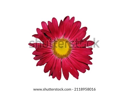 Red flower on white background