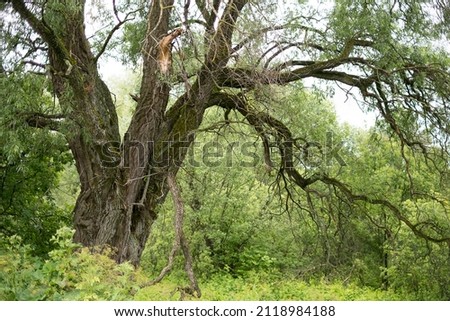 Summer European landscape in the forest with an old tree