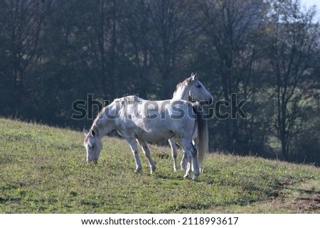 White purebred horses on a pasture