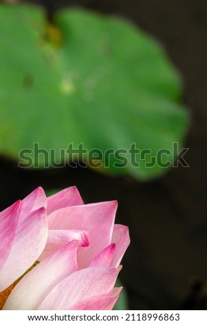 pink lotus flowers in the corner