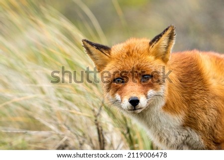 Old Red Fox Looing Into the Camera