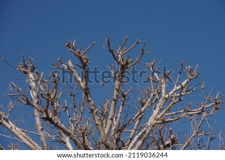 Low angle view of a bare tree top under a bright blue winter sky in southern California