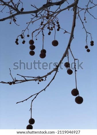 Plane tree branches on a clear blue sky background. Abstract background. Bare branches with seeds.  Calm background photo. Relaxation with nature. Deep blue. Natural beauty. Close shoot. Silhouette.