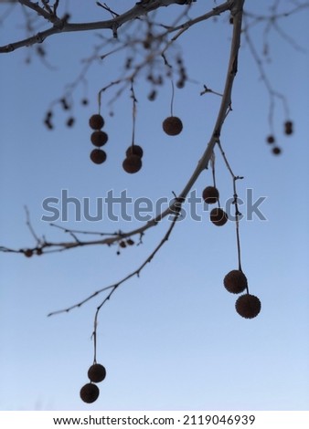 Plane tree branches on a clear blue sky background. Abstract background. Bare branches with seeds.  Calm background photo. Relaxation with nature. Deep blue. Natural beauty. Close shoot. Silhouette.