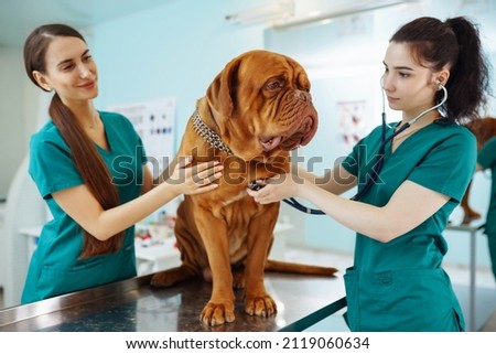 Doctors examining a very cute dog in veterinary clinic. Dogue de bordeaux. Medicine, pet, animals, health care and people concept. Royalty-Free Stock Photo #2119060634