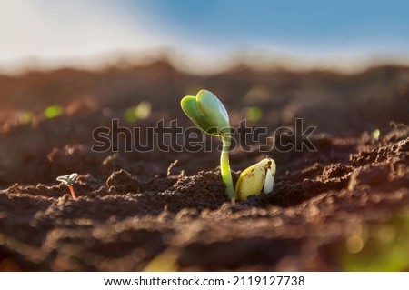 Close-up tender first sprouts of soybean in the open field. Agricultural plants. The soybean plant stretches towards the sun. Royalty-Free Stock Photo #2119127738