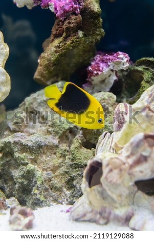 rock beauty angelfish in an aquarium is searching for food in your rocks