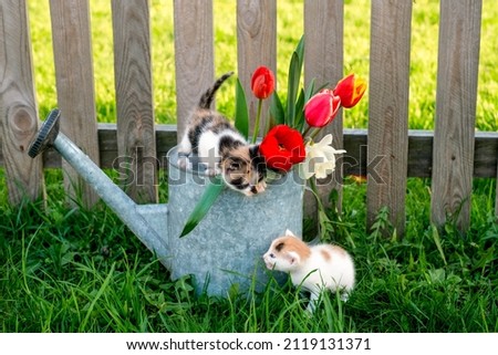 A small kitten reaches out to another kitten, sitting on a metal watering can with flowers. World Day of Homeless Animals. Beautiful spring greeting card with cats and flowers