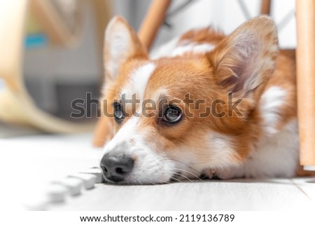 Portrait of welsh corgi Pembroke or cardigan dog lying on floor with sad look because owner does not pay attention to it, or it was left alone at home. Pet with guilty look punished for bad behavior Royalty-Free Stock Photo #2119136789