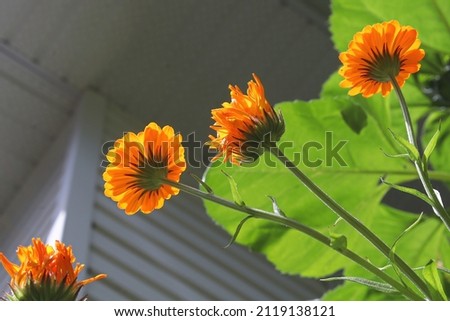 The underside of english marigolds growing in the garden.