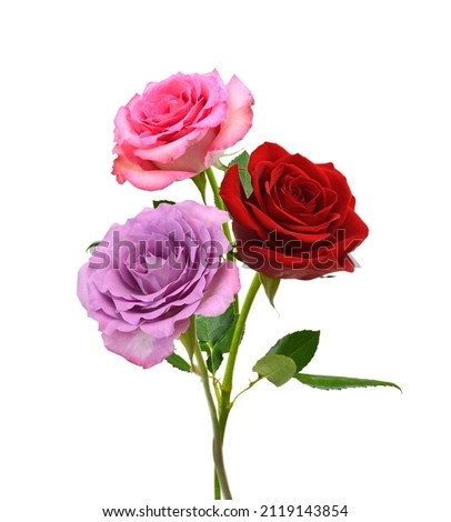 Bunch of rosy roses isolated on white 