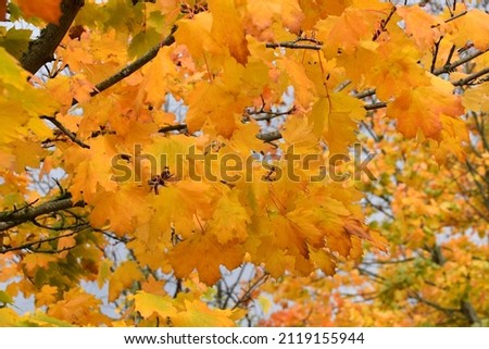 deciduous trees and beauty and nature in autumn