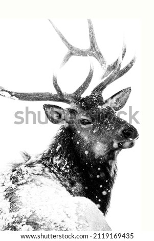 Black and White elk with antlers