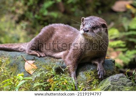 Small otter close up portrait shot