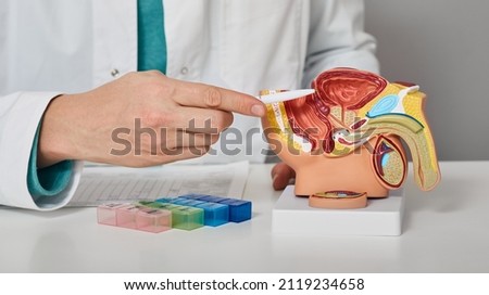 Urology, treatment of men's diseases and prostatitis. Consultation of a male urologist for a patient with prostatitis. Anatomical model of male reproductive system, close-up Royalty-Free Stock Photo #2119234658