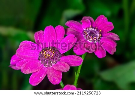 Couple of pink flower in green