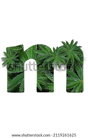 English uppercase small letter of the alphabet m, highlighted on a white background. Stylized as a collage from a photo of a lupin flower leaf. Concept: graphic design, decorated font.