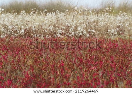 wild flowers late autumn landscape, dry grass and plants
