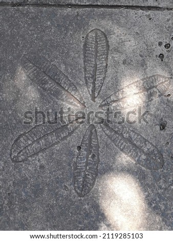 Pattern of Leaf print on cement floor