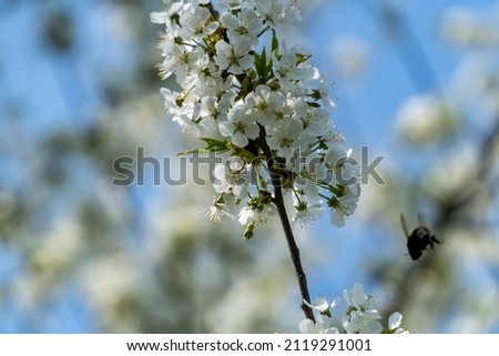 Selective focus of beautiful branches of white cherry blossoms on the tree under blue sky, Beautiful sakura flowers during spring time in the park, Flora pattern texture, Nature floral background.