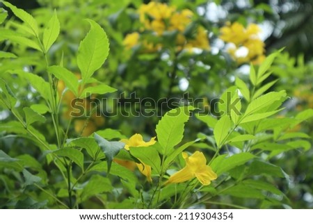 Images for blooming forest flowers