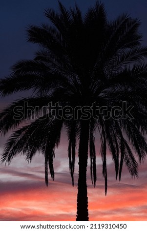 Silhouette of tropical palm tree on sunset or sunrise. The concept of traveling on vacation to a tropical country. Selective focus.