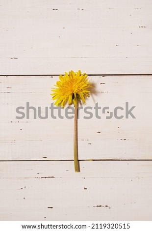 Spring yellow dandelions flower on an old rustic white wooden background. Springtime, summertime , Easter concept. Nature yellow flowers background. Healthcare, organic cosmetic. copy space