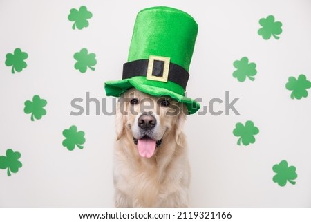 A dog in a leprechaun hat sits on a white background with green clovers. Golden Retriever on St. Patrick's Day