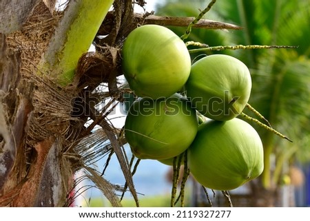 fresh coconut on the tree, coconut cluster on coconut tree